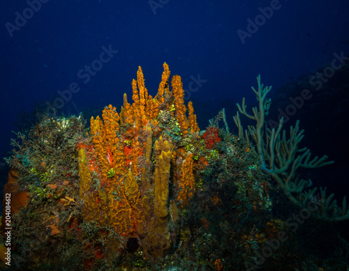 Coral reef © sergemi
