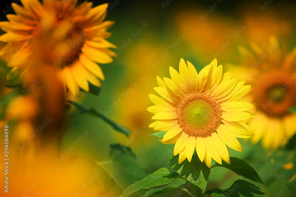 field of yellow blooming sunflowers field of yellow blooming sunflowers