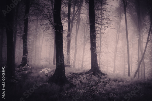 fantasy woods mysterious la...