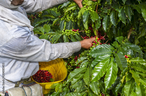Obraz na płótnie picking ripe coffee beans by hand. w salonie