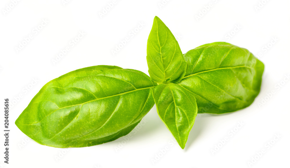 fresh basil isolated on white, fresh herb fresh basil isolated on white, fresh herb