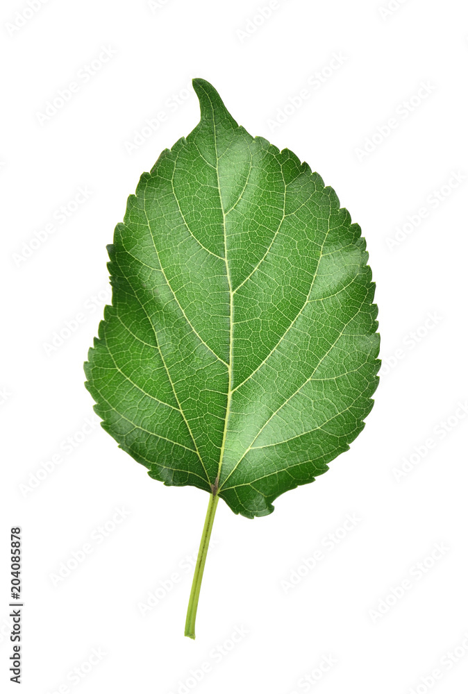 Morus alba Linn. Morus alba Linn.