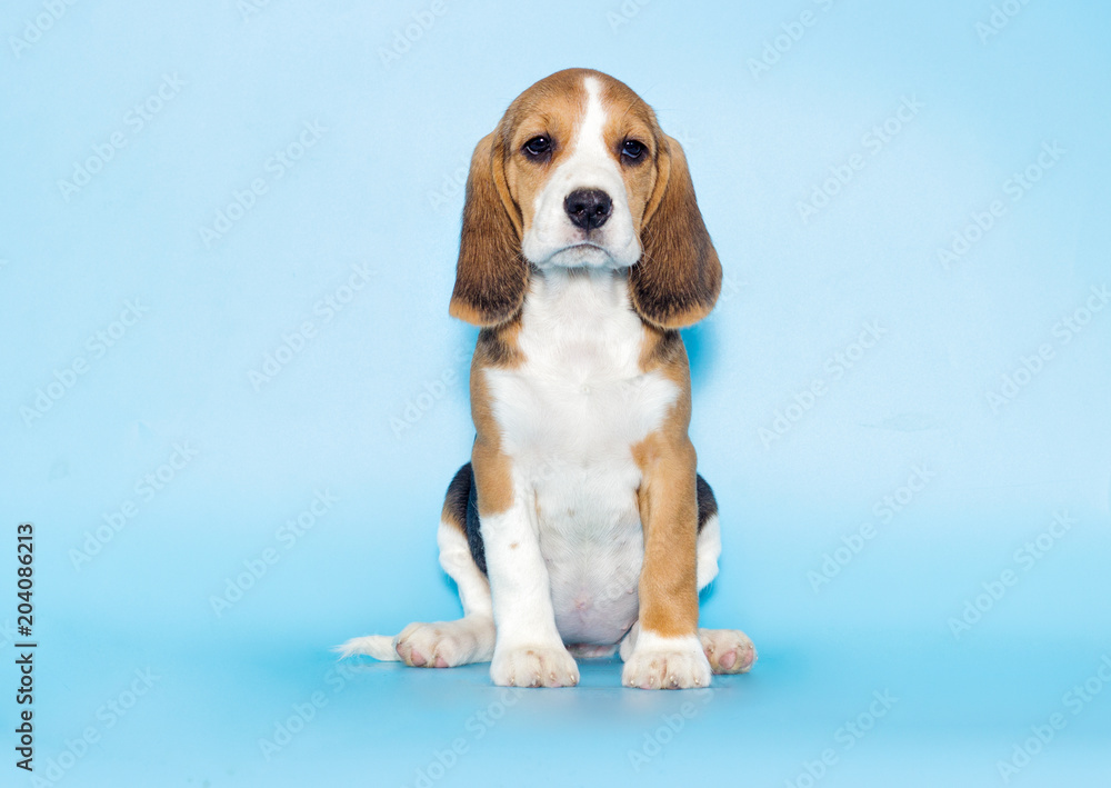 puppy beagle looks
