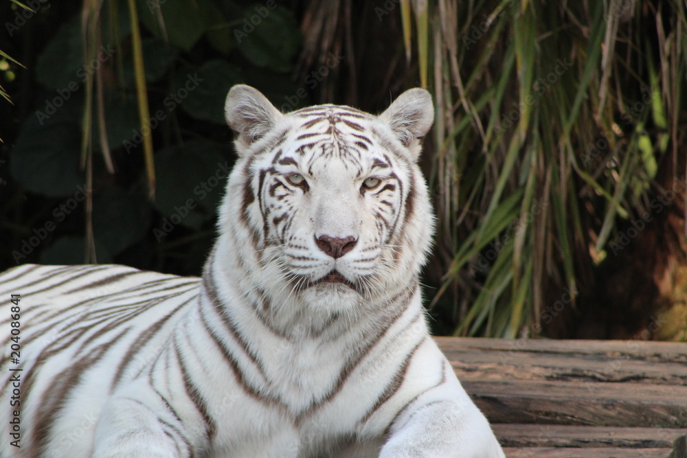 Obraz premium tigre branco