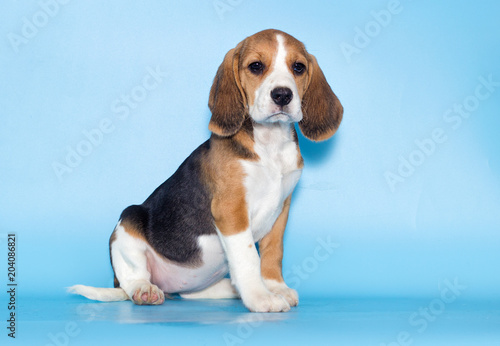 puppy beagle looks