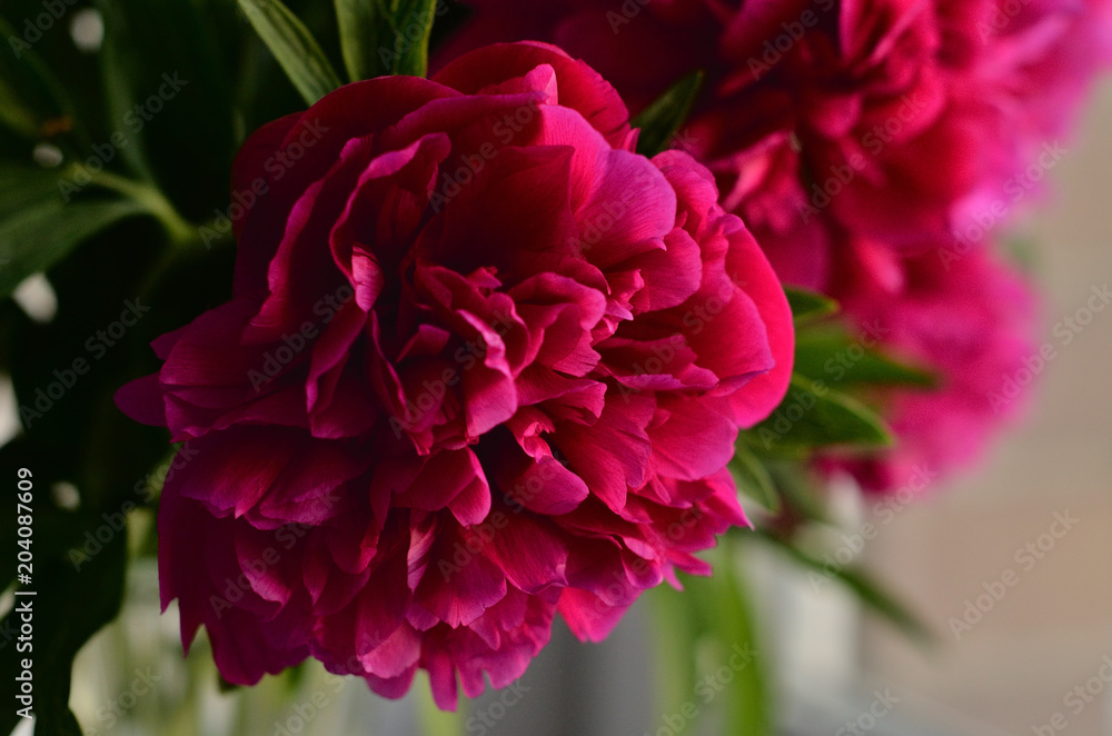 Fresh bouquet of pink peonies peony roses in a vase on white window, background. Floral blossom wallpaper. Flowers in the room. Card, text, copy space.