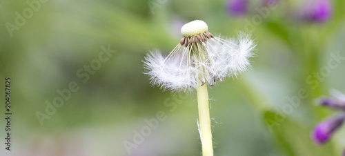 Fototapeta Naklejka Na Ścianę i Meble -  Schöne Pusteblume