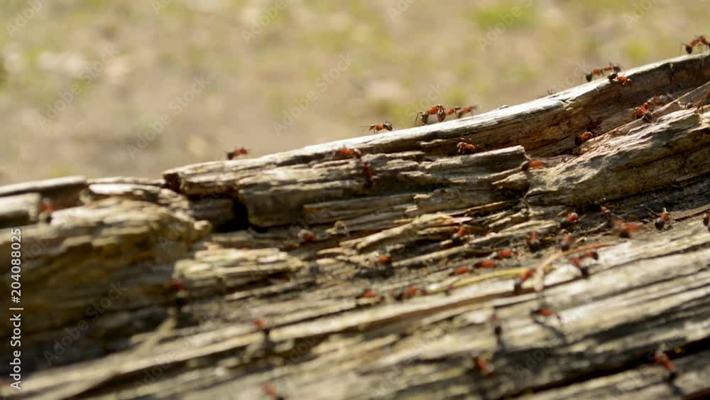 Ants living on a wooden log in coniferous forest Ants living on a wooden log in coniferous forest