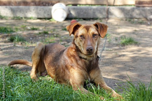 Brown dog lies on the grass