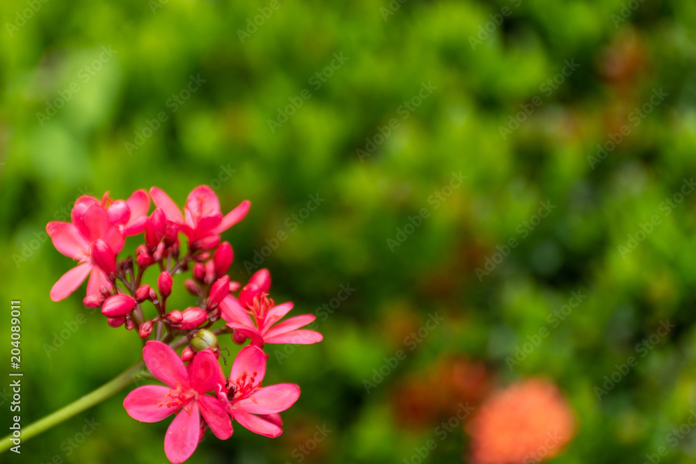 Jatropha integerrima Jacq , The bright red flowers in the Park.