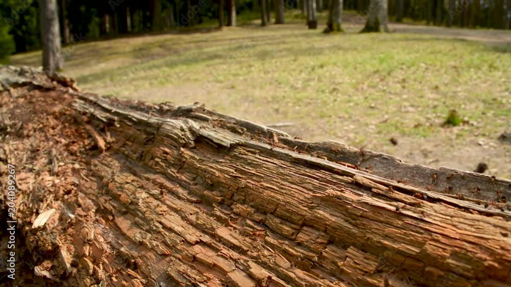 Hundreds of ants running around an old rough wooden log Hundreds of ants running around an old rough wooden log