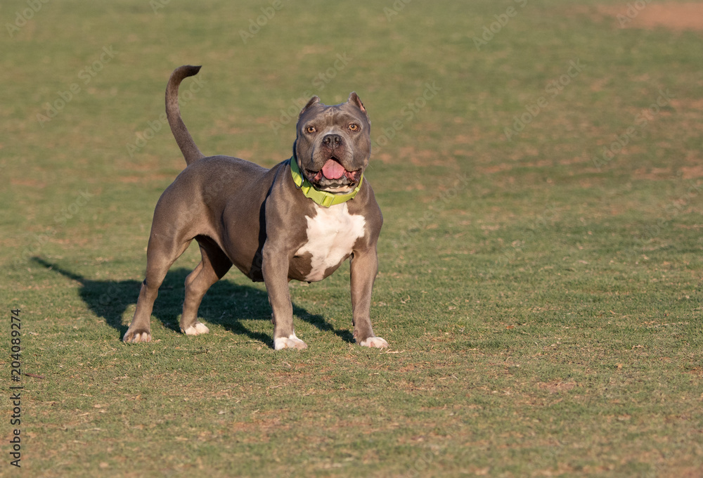 Bully breed dog posing on the grass for a natural lighting portrait Bully breed dog posing on the grass for a natural lighting portrait