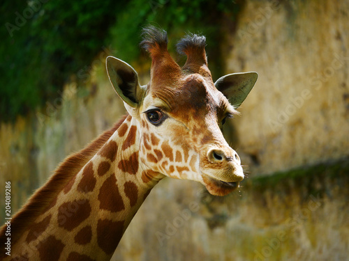 Girafe © photoloulou91