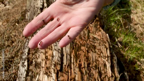 Person is touching red forest wood ant nest, hand full of biting ants photo