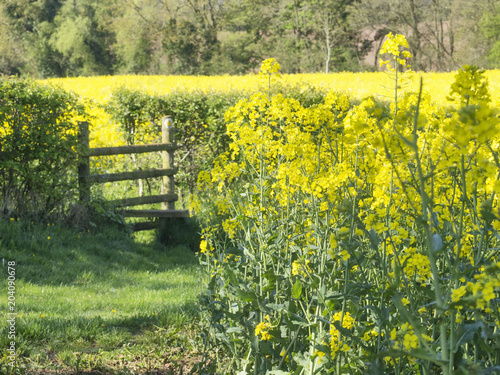 Fotografie Bright yellow oilseed rape meadows and a country stile for the public footpath i