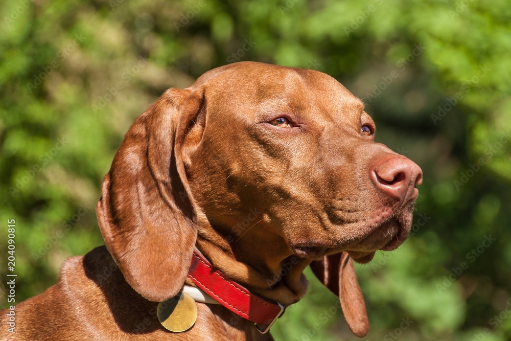 Hungarian Vizsla dog portrait in the nature. Hungarian pointer Vizsla, sniffing on hunt. Dog a loyal friend of a hunter. Detail of dog head.