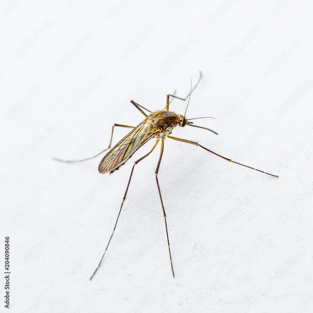 Yellow Fever, Malaria or Zika Virus Infected Mosquito Insect on White Wall Yellow Fever, Malaria or Zika Virus Infected Mosquito Insect on White Wall