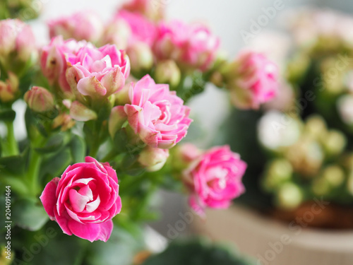 Pink Kalanchoe Flowers bunch with blur background