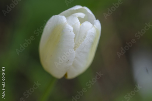 the image of tulip