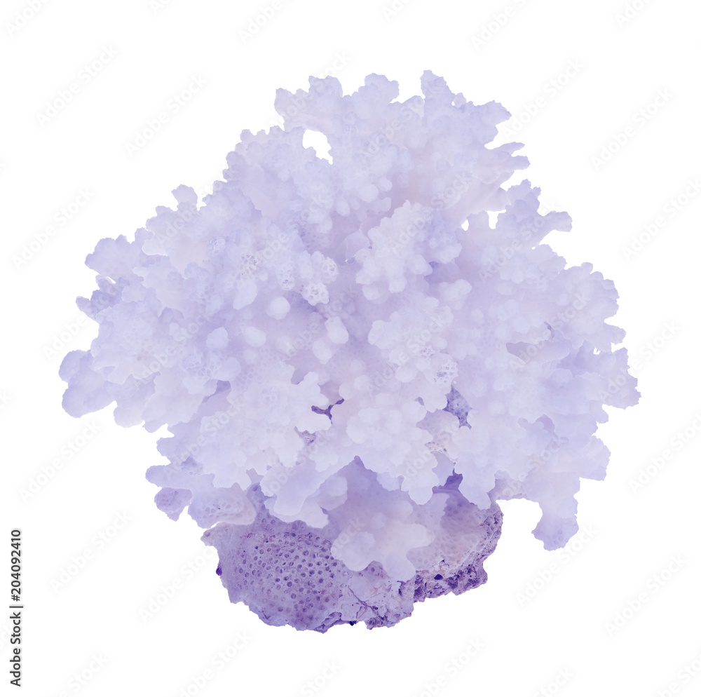 Fototapeta premium light blue lush coral side view isolated on white