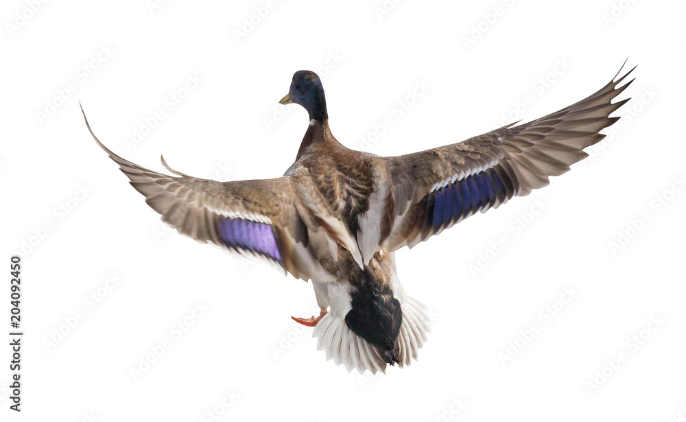 Obraz premium mallard duck drake with blue head in flight
