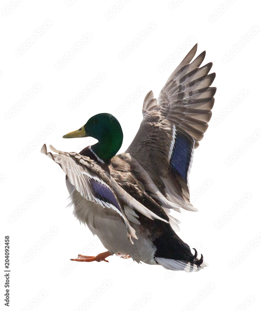 Obraz premium landing mallard duck drake isolated on white