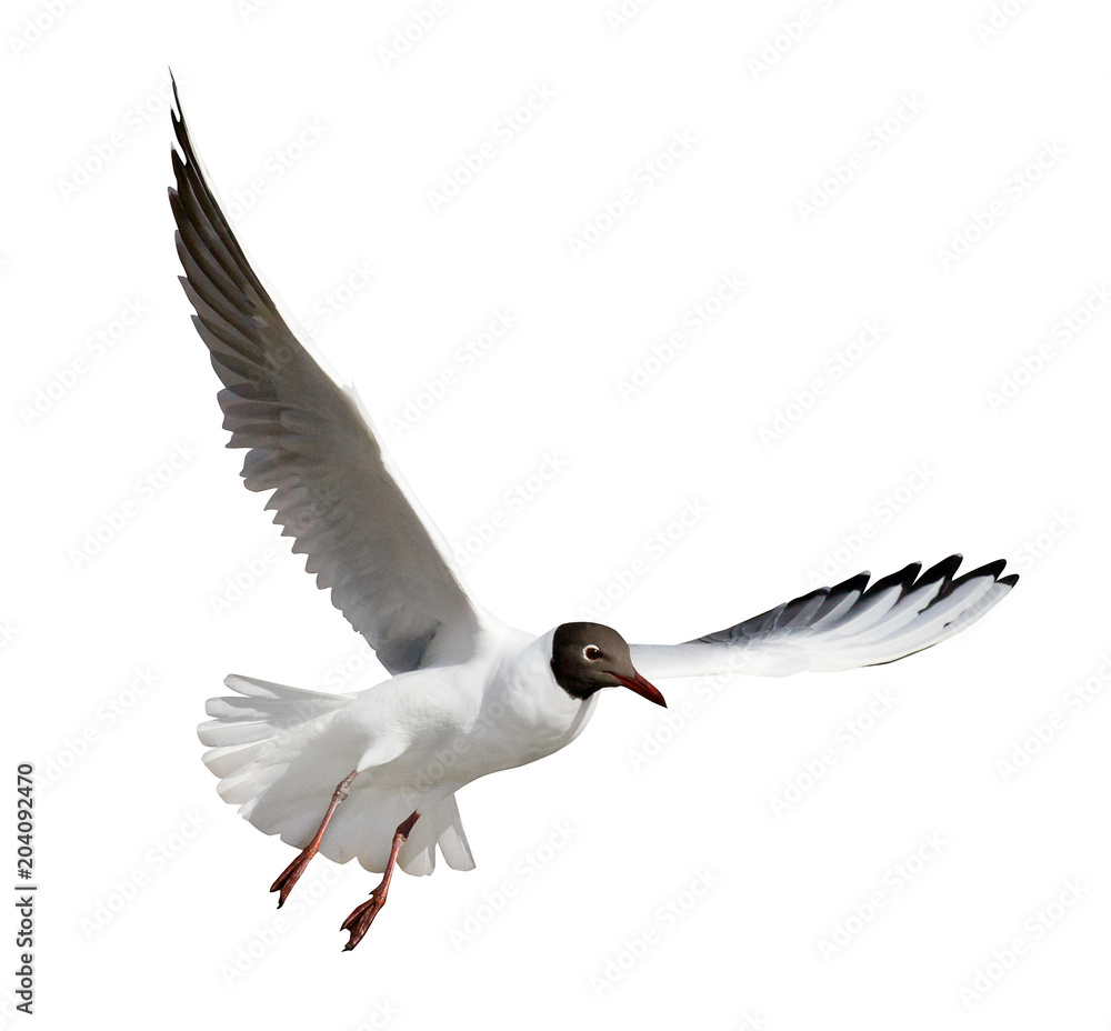 Obraz premium small cutout flying black-headed gull