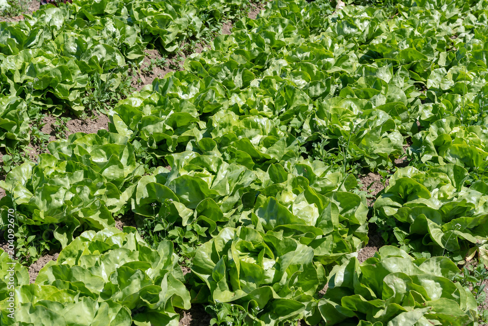 Reihe Grüner Salat auf der Farm auf dem Acker bereit zur Reihe Grüner Salat auf der Farm auf dem Acker bereit zur