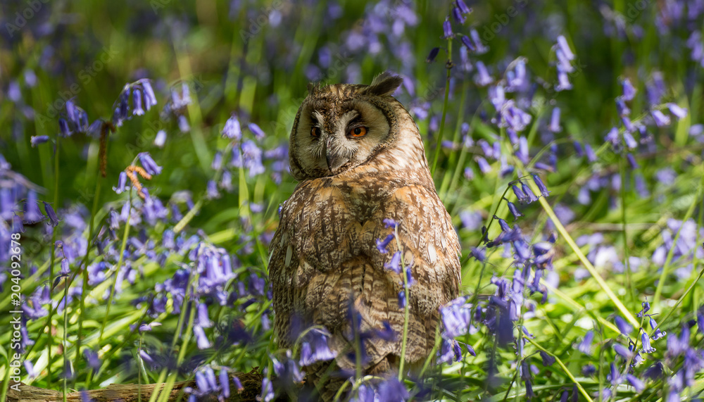 Long Eared Owl in Blkuebells