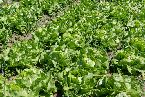 Reihe Grüner Salat auf der Farm auf dem Acker bereit zur 