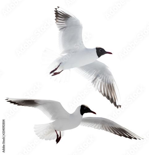 small cutout two flying black-headed gulls © Alexander Potapov