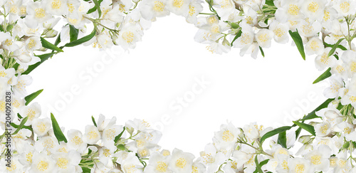 isolated beautiful spring jasmin frame