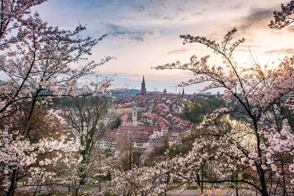 Abendstimmung über Berner Altstadt während der Kirschblüte Abendstimmung über Berner Altstadt während der Kirschblüte