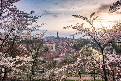 Abendstimmung über Berner Altstadt während der Kirschblüte