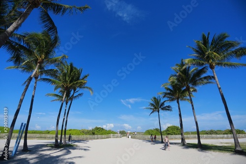 Entrance to Miami Beach at 8th Street Calle Ocho Flanked by Rows of Palm Trees in a Bright Sunny Afternoon in June with Blue Sky Overhead