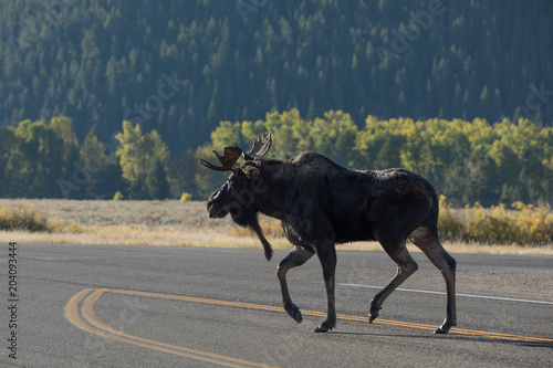 Moose Crossing Road 
