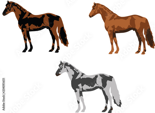 tre cavalli di diverso colore equino domestico