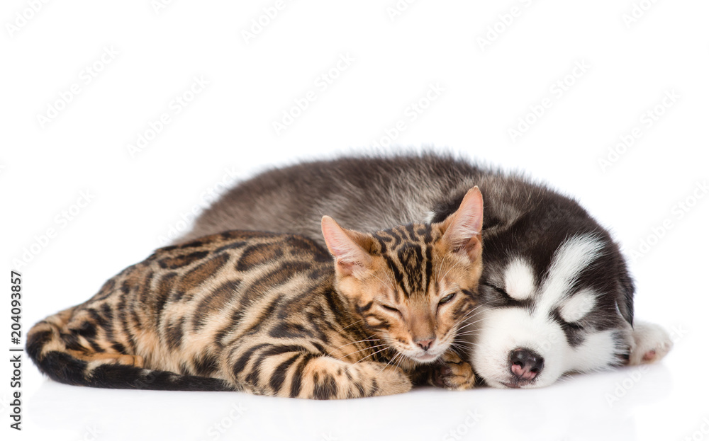 Fototapeta premium Siberian Husky puppy is sleeping with a bengal kitten. isolated on white background