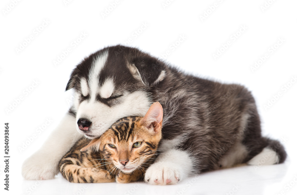Sleeping siberian Husky puppy hugging bengal kitten. isolated on white background