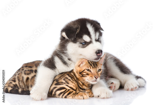 Fototapeta Naklejka Na Ścianę i Meble -  Siberian Husky puppy hugging bengal kitten. isolated on white background