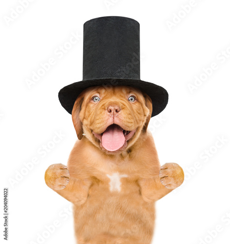 puppy gentleman wearing cylinder hat. isolated on white background
