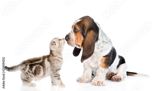 Tiny tabby kitten kissing basset hound puppy. isolated on white background