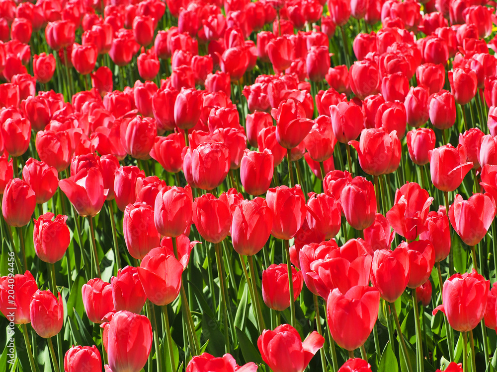 Dutch field of red tulips, landscape, beautiful bouquet of spring tulips flowers, sun day Dutch field of red tulips, landscape, beautiful bouquet of spring tulips flowers, sun day