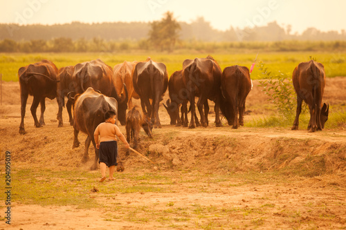 Thailand Rural Traditional Scene, Thai farmer boy herding buffaloes from paddies field back to animal barn. Thai Upcountry Culture, Living, Occupation concept.