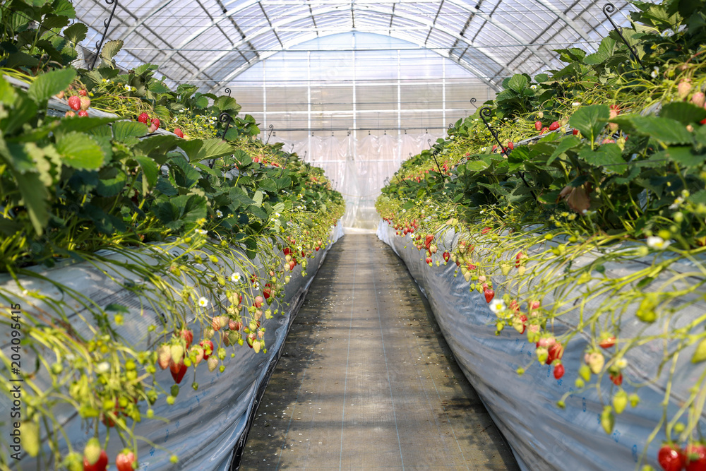Strawberry farm Strawberry farm