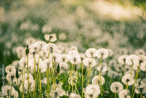 Fototapeta Naklejka Na Ścianę i Meble -  Many white delicate air colors of dandelions and spring sunny rain. The fine mood of the spring summer meadow.
