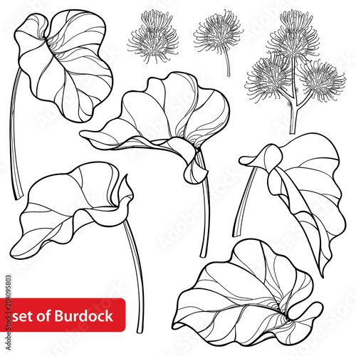 Vector set of outline greater Burdock or Arctium lappa, leaf and bur or seed in black isolated on white background. Medicinal and cosmetic herb Burdock in contour for summer design or coloring book. 