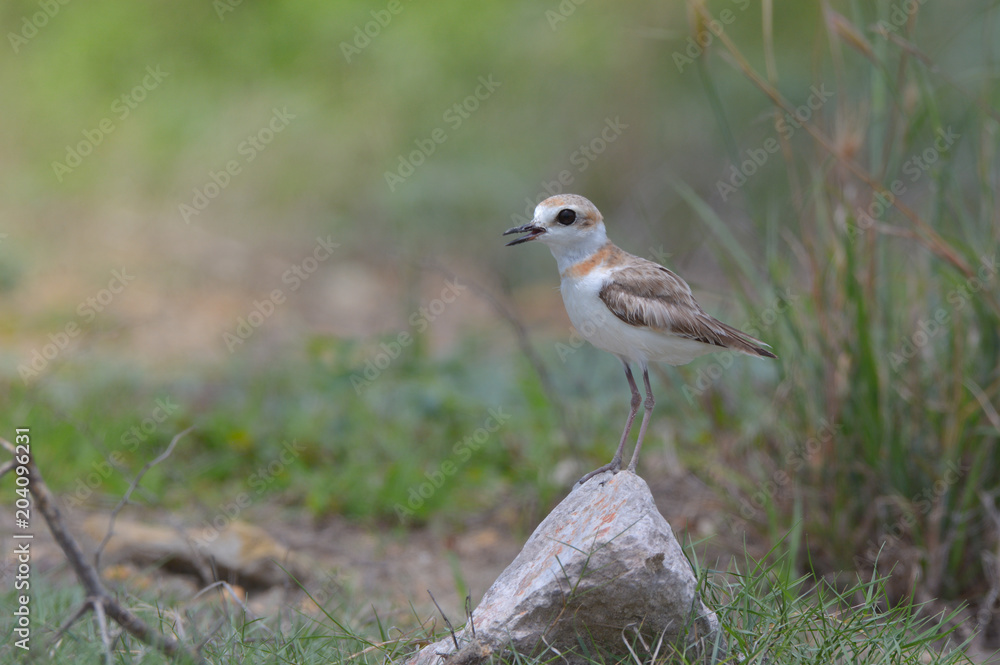 Malaysian plover stand on stone for looking her son at beach Malaysian plover stand on stone for looking her son at beach