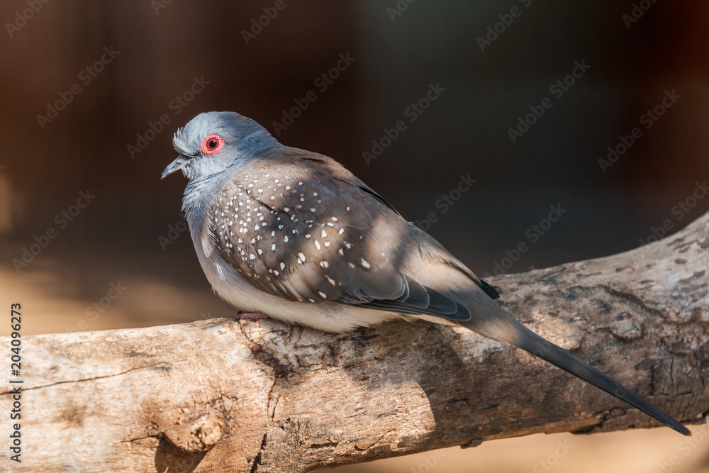 A diamond dove sitting on a branch A diamond dove sitting on a branch