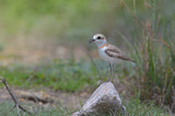 Malaysian plover stand on stone for looking her son at beach